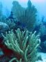 AmbergrisCaye05 - 002